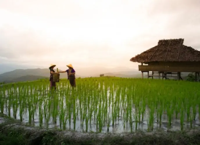 Terraced rice field scenery in the Sapa mountains, northern Vietnam