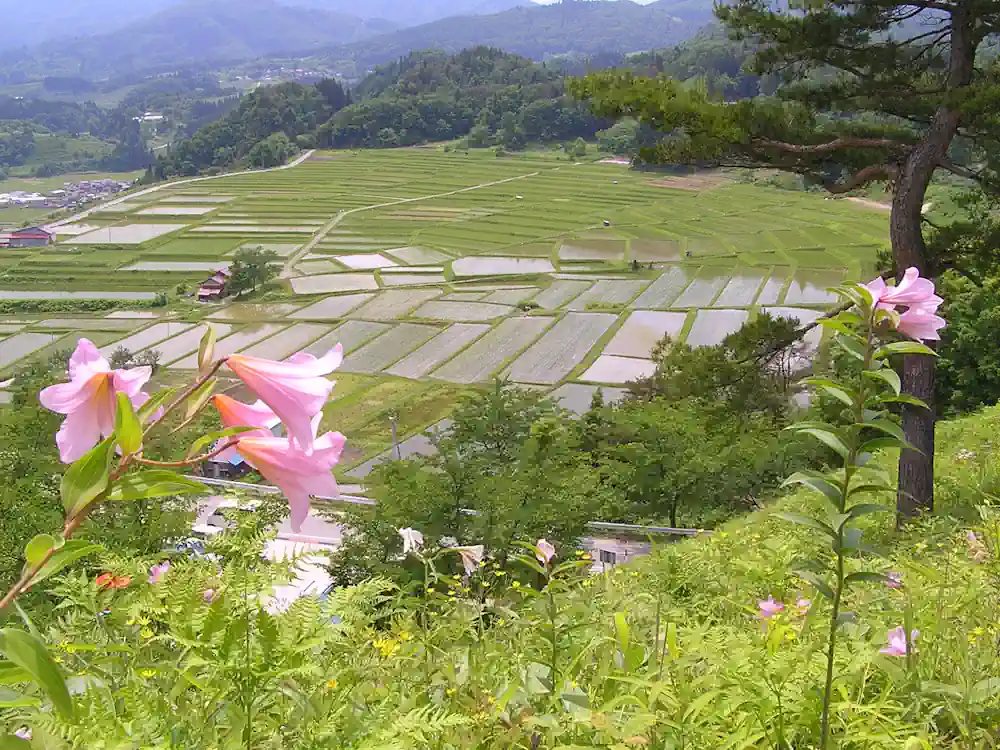 四村梯田：東北最大級的梯田絕景