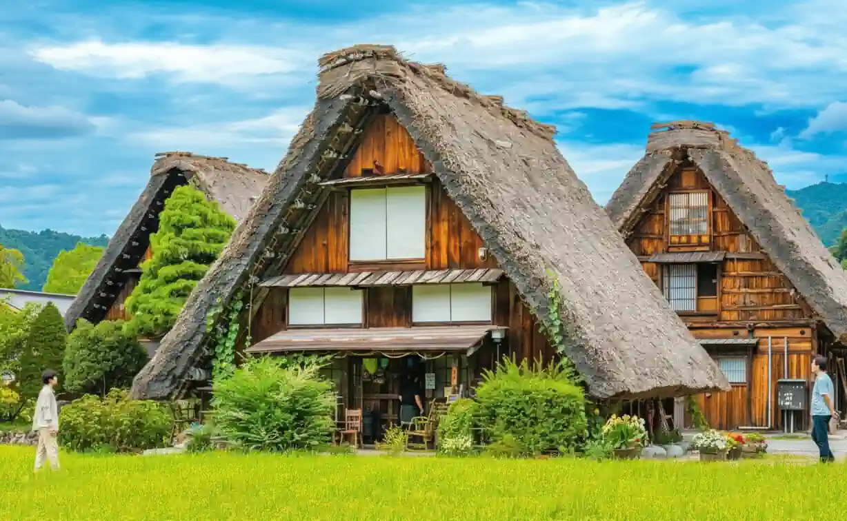 日本白川鄉合掌村的夏季景色,傳統茅草屋頂的合掌造建築矗立在綠油油的稻田中,遊客正在參觀。