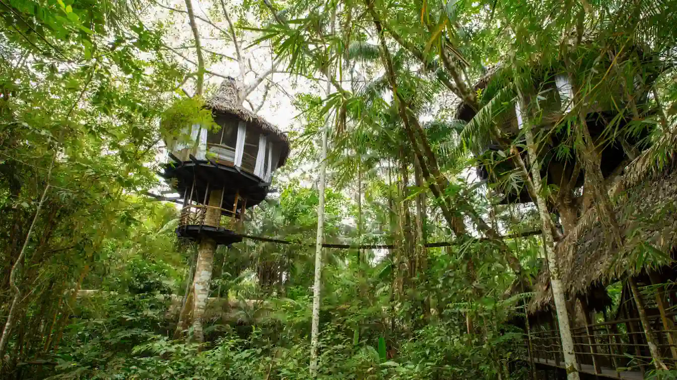 秘魯亞馬遜雨林深處的 Treehouse Lodge，高聳於樹冠層的豪華樹屋住宿，由吊橋連接。