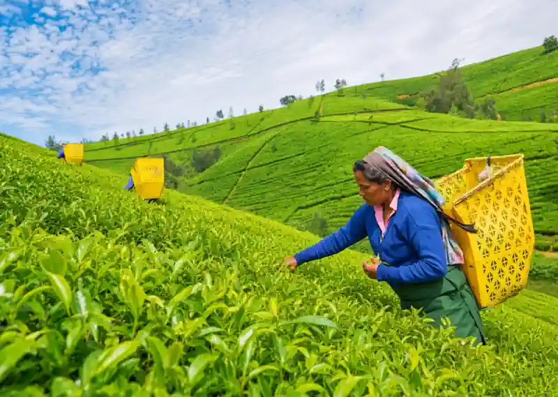 在努瓦勒埃利耶品嚐純正錫蘭紅茶
